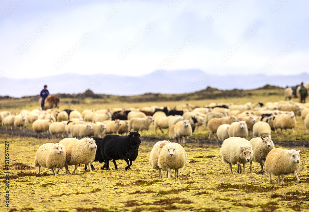 Sheep herding