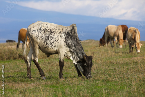 Cattle grazing on the African plains