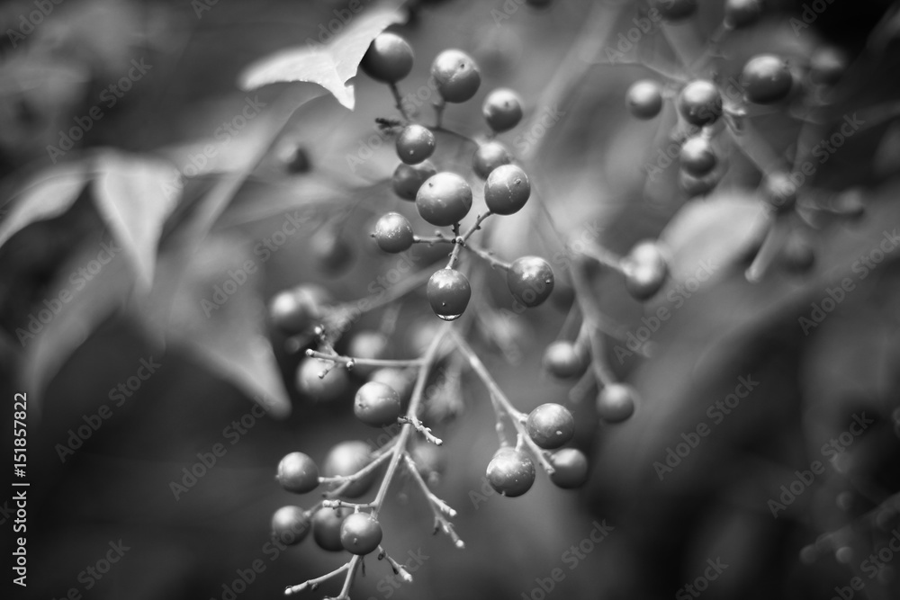 Fototapeta premium Juniper in black and white