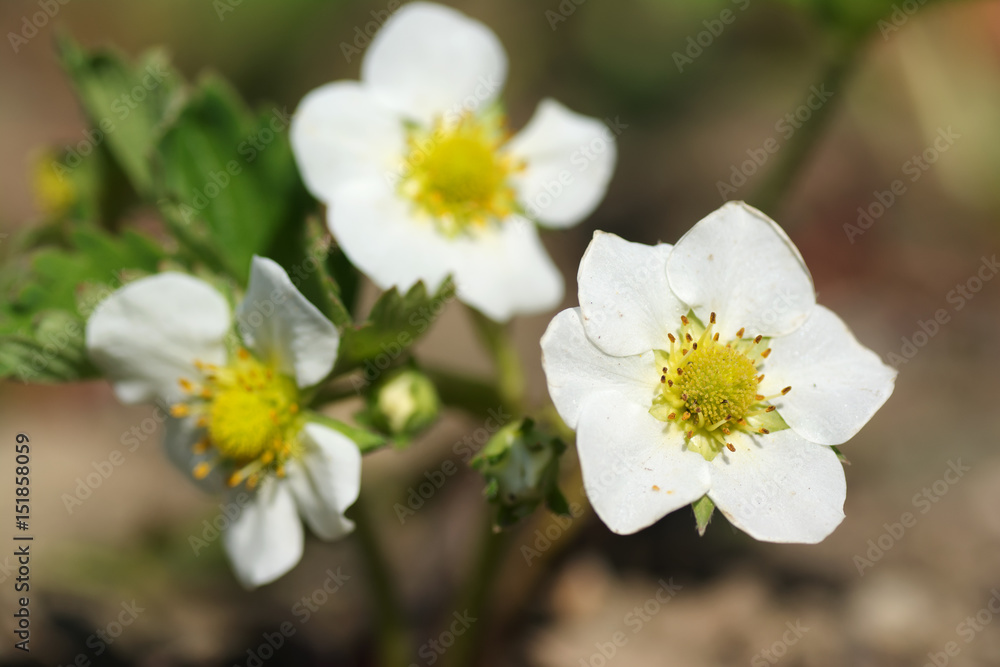 Strawberry plants in the garden Strawberry plants in the garden