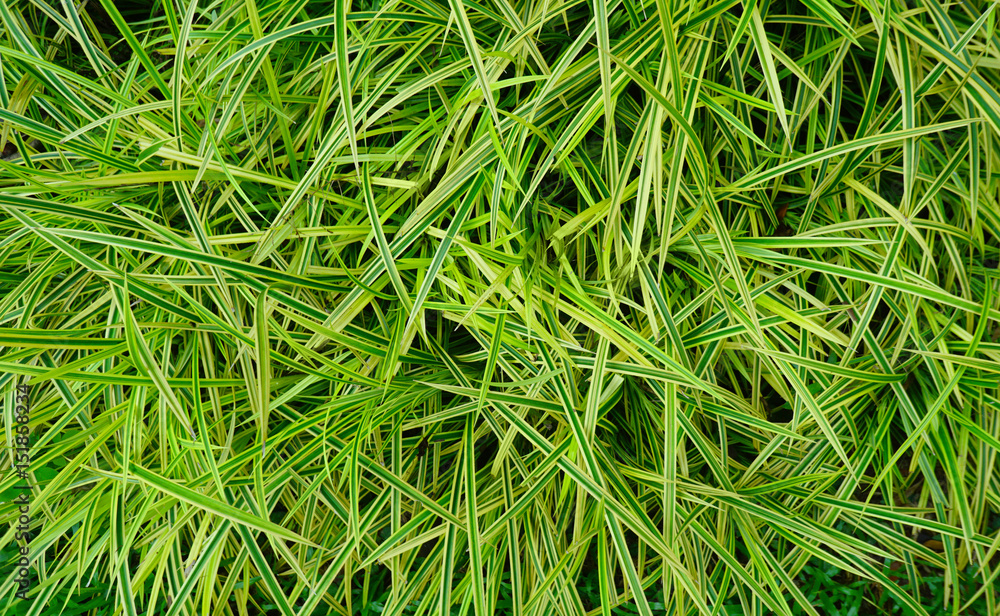 Pandan leaves texture background (Pandanus pygmaeus or Variegata) Pandan leaves texture background (Pandanus pygmaeus or Variegata)