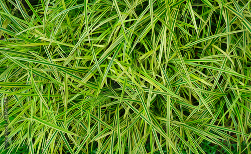 Pandan leaves texture background (Pandanus pygmaeus or Variegata)