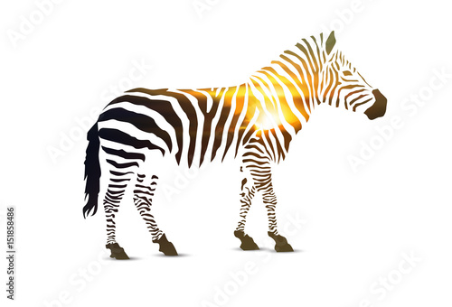 Zebra. Double exposure. Stripes with sunset landscape.