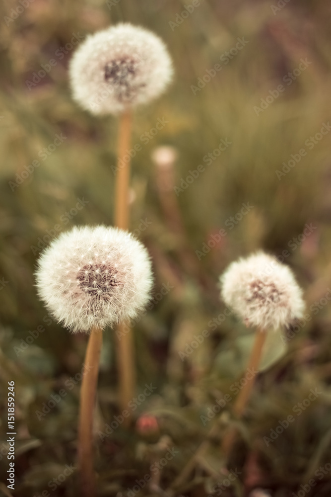 White fluffy dandelions on a warm background White fluffy dandelions on a warm background