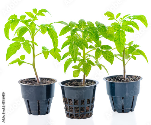 young seedling of fresh green tomato plants in flower pot is isolated on white background, close up