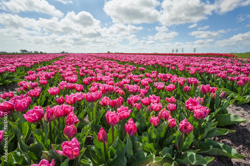 field with purple tulips on sunny day