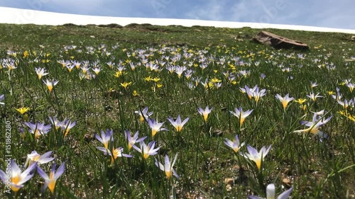 yayla alanda doğal mor çiğdem çiçekleri photo