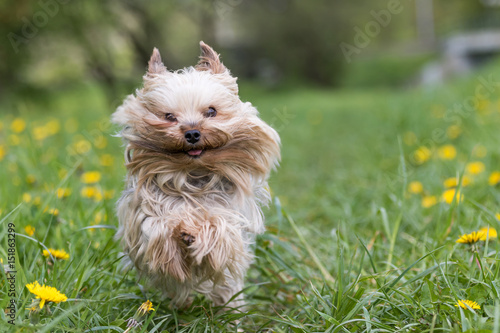 Closeup view of adorable Yorkshire terrieris is in a jump running against the camera at the blossoming dandelion meadow. Horizontally.  © frank11