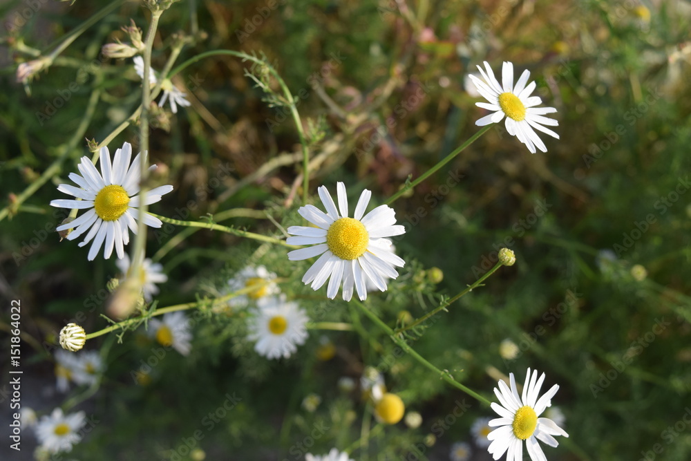 Daisy flower Daisy flower