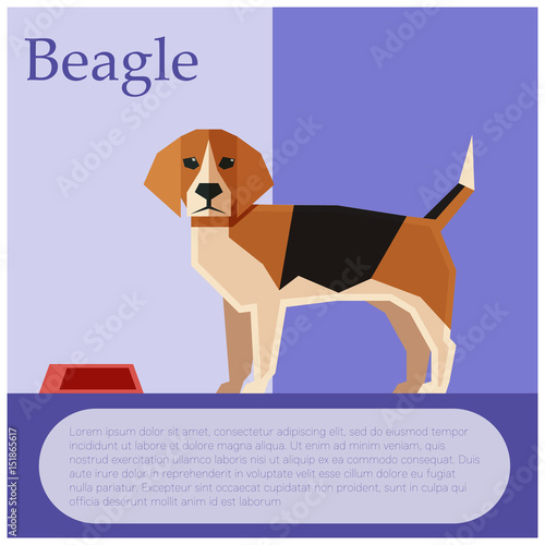 Beagle colourful postcard