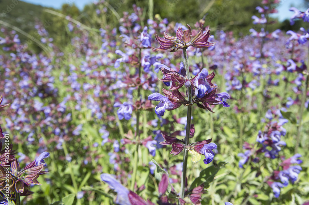 Dalmatian or Greek Sage (Salvia fruticosa) blossom Dalmatian or Greek Sage (Salvia fruticosa) blossom