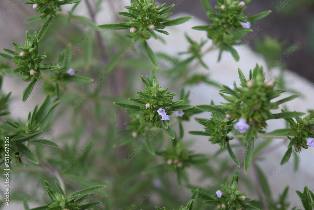 Herbs Herbs