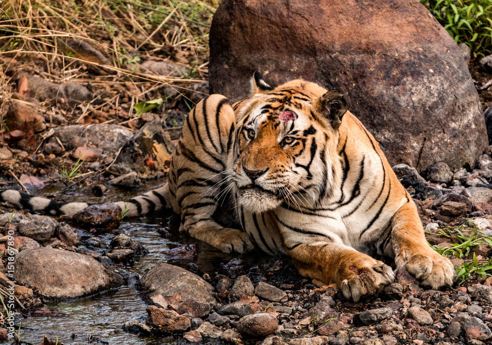 Fototapeta premium Naked fury written large on the tiger's face