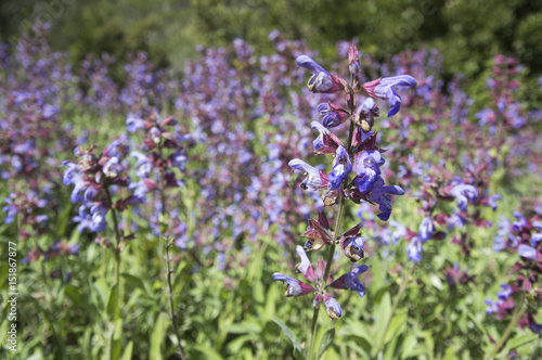 Dalmatian or Greek Sage (Salvia fruticosa) blossom © Marnel Tomić