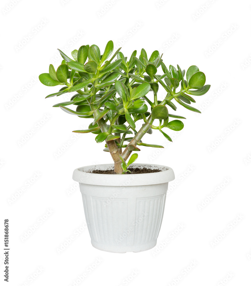 Obraz premium House plant Crassula