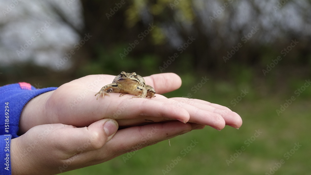 The girl is holding a frog Rana temporaria