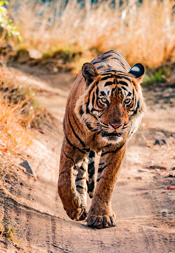 Head-on portrait of a bengal tiger from Ranthambhore