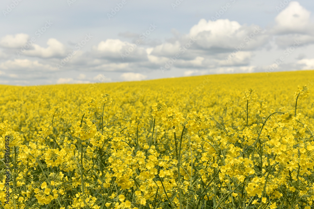 flowering rape field, field of rapeseed with white clouds, rural landscape,yellow background