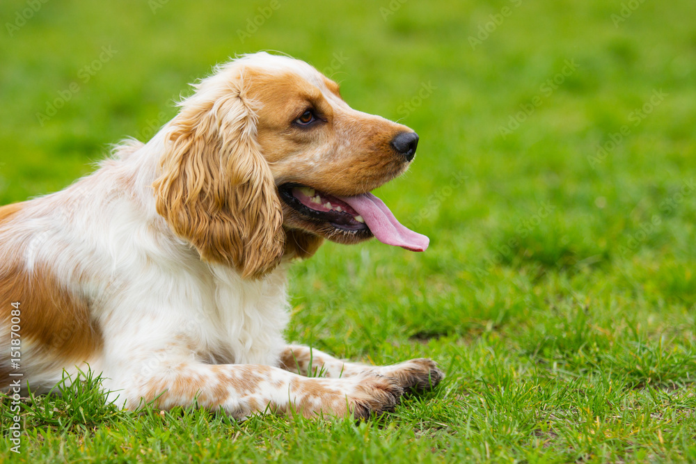 spaniel dog on a green grass