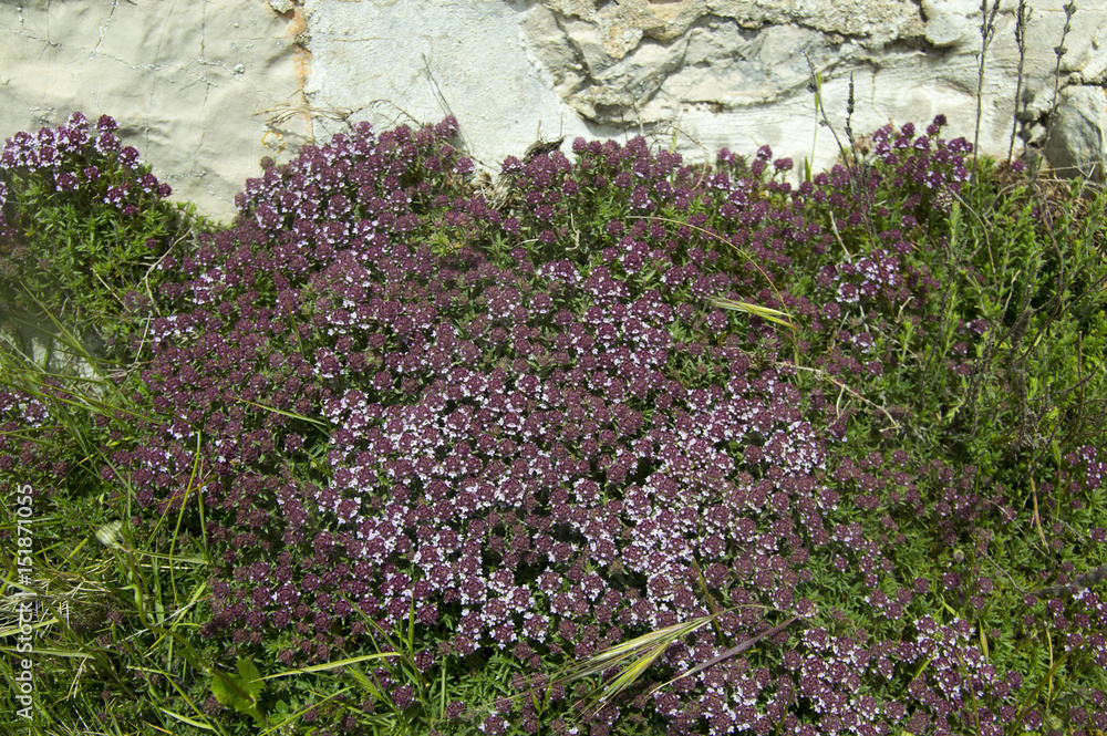 Obraz premium Wild thyme (Thymus serpyllum) blossom