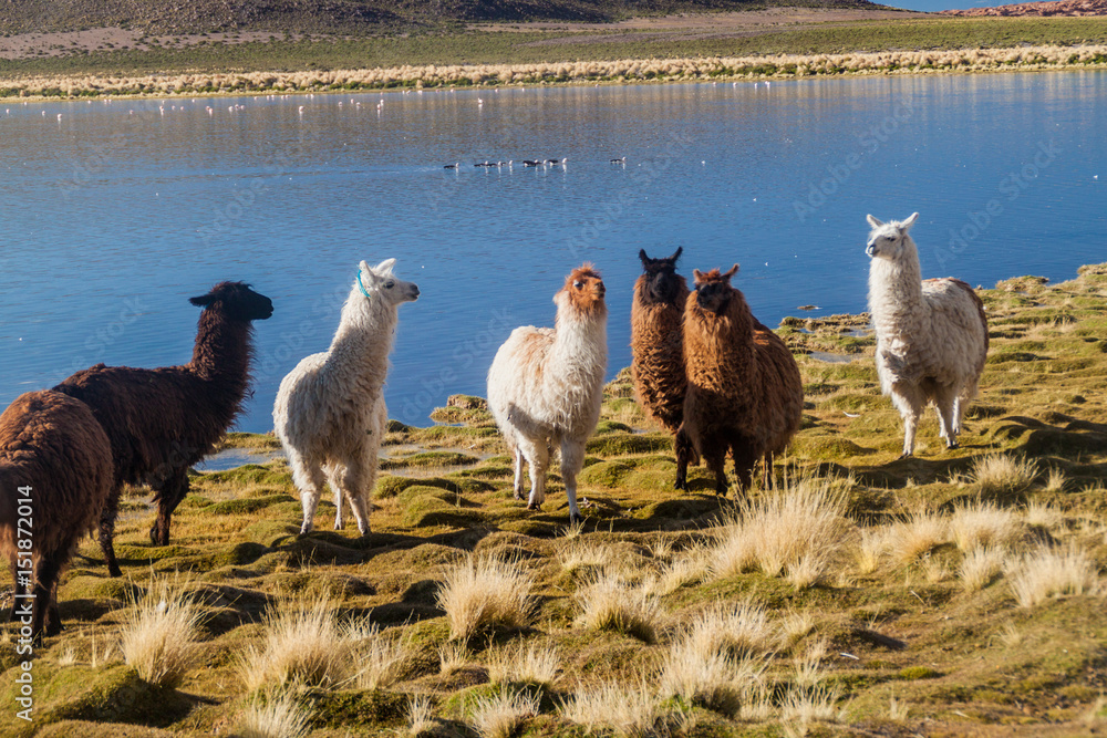 Herd of lamas (alpacas) grazing by a lake on bolivian Altiplano