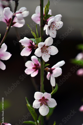 Peach branch with spring flowers and young green leaves