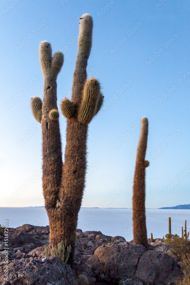 Early morning on Isla Incahuasi (Isla del Pescado) in the middle of the world's biggest salt plain Salar de Uyuni, Bolivia. Island is covered in Trichoreus cactus.