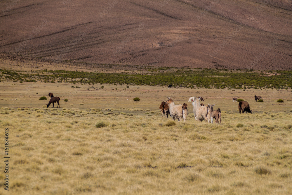 Herd of lamas (alpacas) in Aguanapampa area at bolivian Altiplano