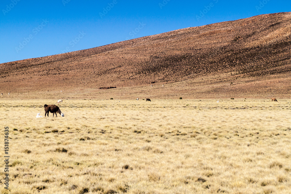 Herd of lamas (alpacas) in Aguanapampa area at bolivian Altiplano