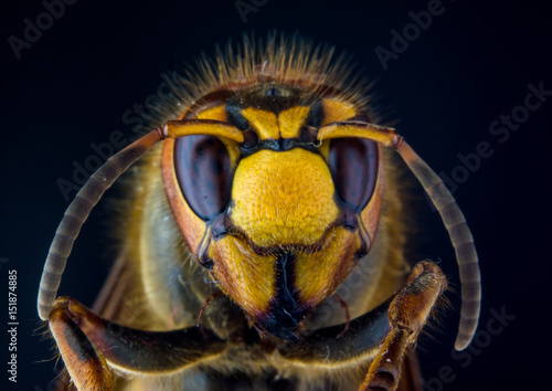 Face of European hornet (Vespa) on black background