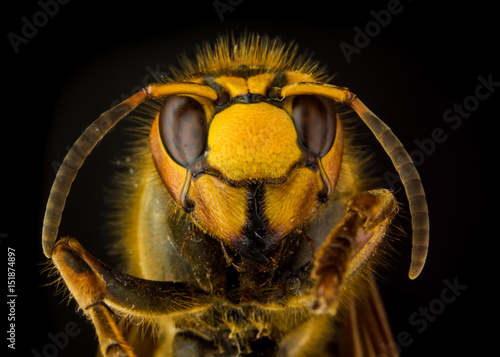 Portrait of European hornet (Vespa) on black background