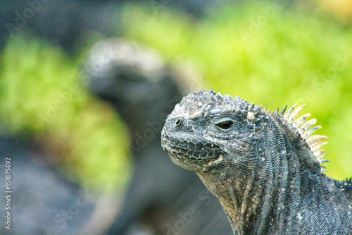 Galapagos Marine Iguana, Galapagos