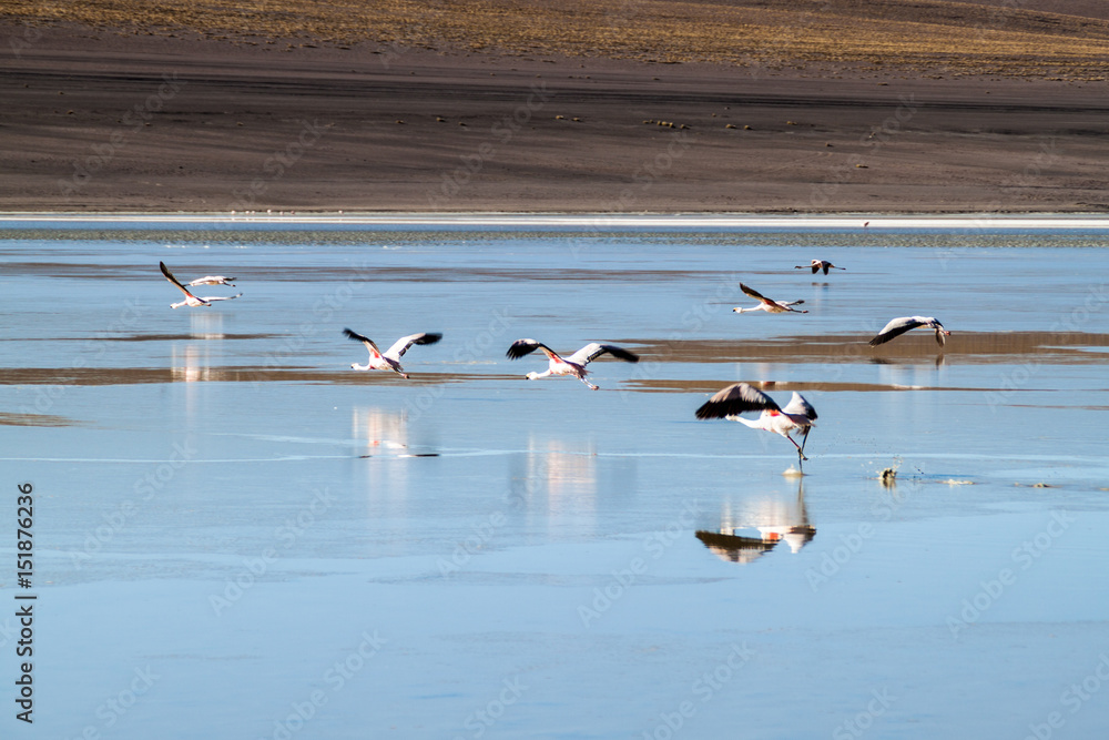 There is plenty of flamingos living in Laguna Collpa lake in Reserva Nacional de Fauna Andina Eduardo Avaroa protected area, Bolivia