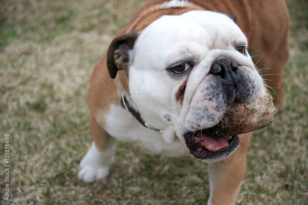 English bulldog playing with wooden stick on nature background. English bulldog playing with wooden stick on nature background.