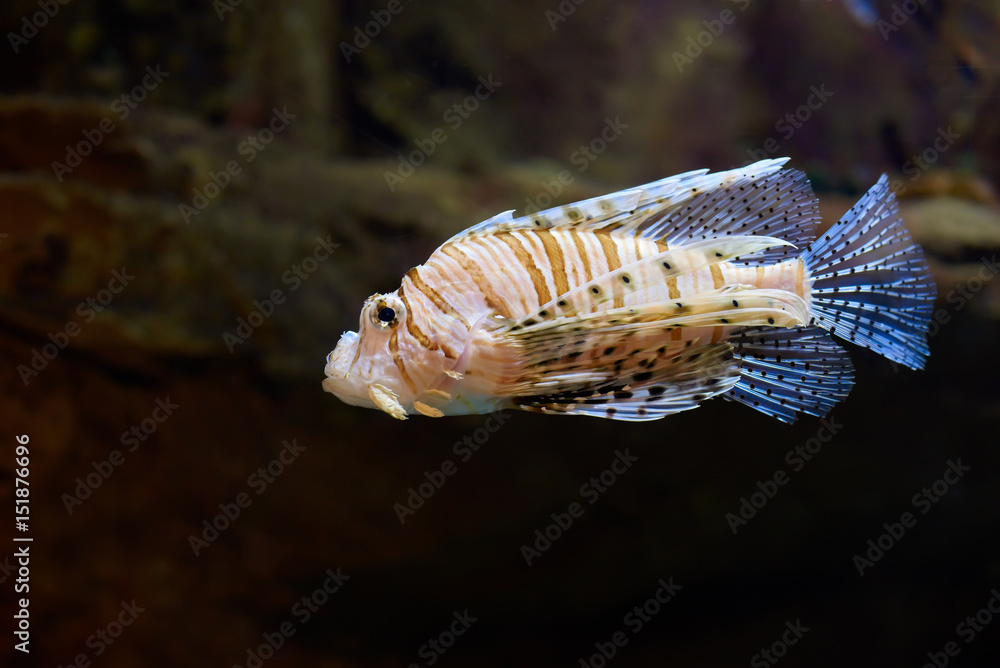 Lion fish in a water depth in clear water. Lion fish in a water depth in clear water.