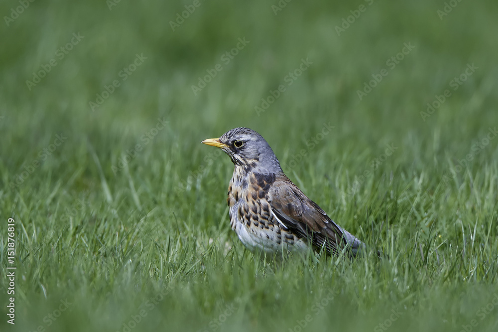 Fieldfare (Turdus pilaris) Fieldfare (Turdus pilaris)