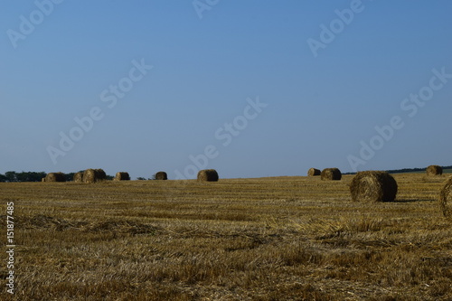 Wheat field and Bale