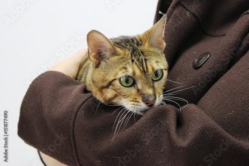 A sick breed cat toyger in the hands of the owner. It is brought for examination and treatment in a veterinary clinic photo