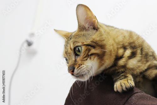 Fotografie A sick breed cat toyger in the hands of the owner