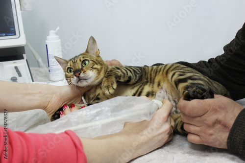Fotografie A pregnant thoroughbred cat toyger from the breeding ground on the ultrasonograp