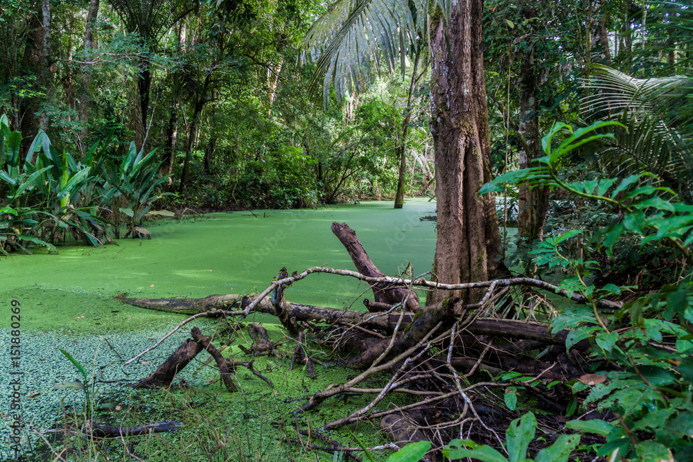 Fototapeta premium River in a jungle of Madidi National Park, Bolivia