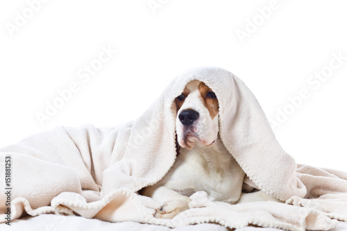Sad sick dog under a blanket