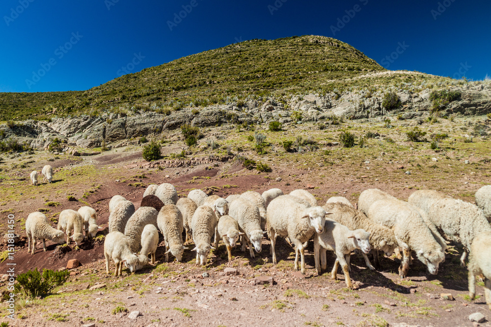 Herd of sheep at Isla del Sol (Island of the Sun) in Titicaca lake, Bolivia