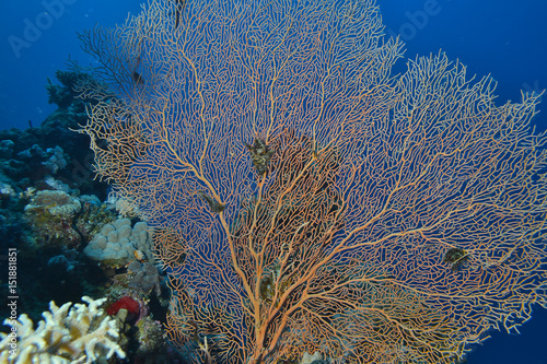 Fauna del mar Rosso