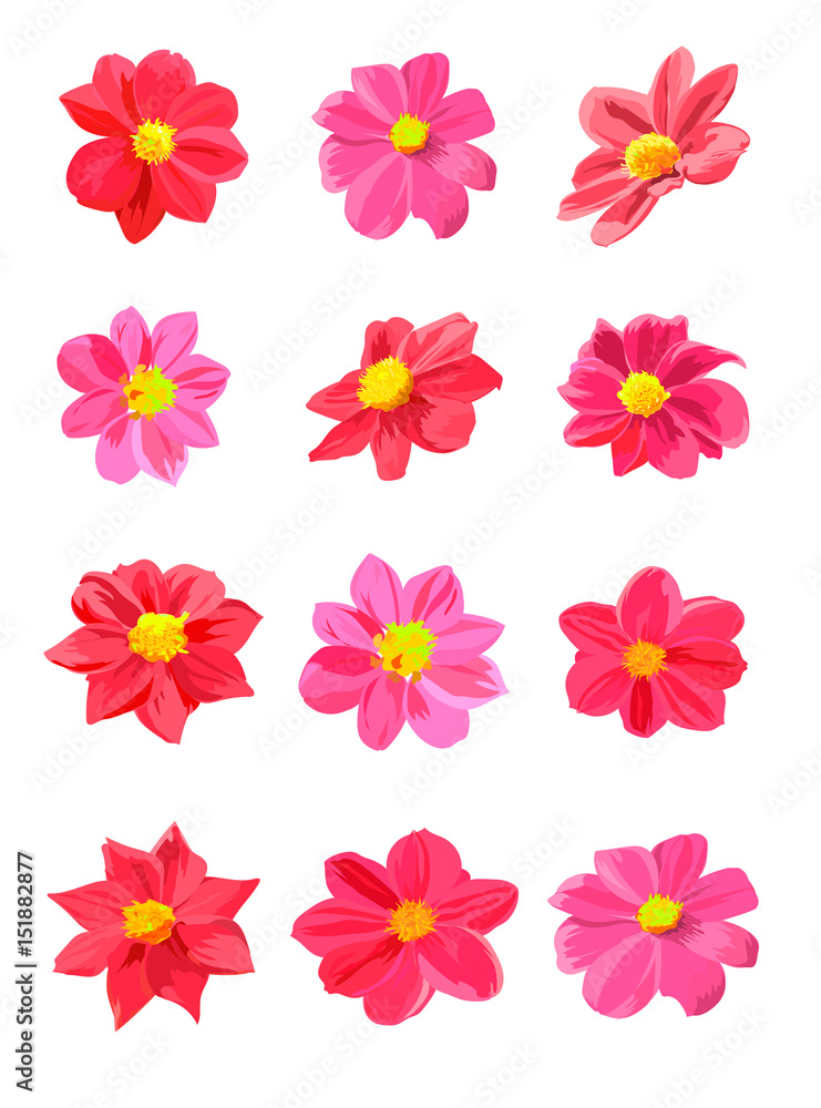 set of red and pink flowers set of red and pink flowers
