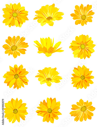 set of yellow flowers. isolated on white