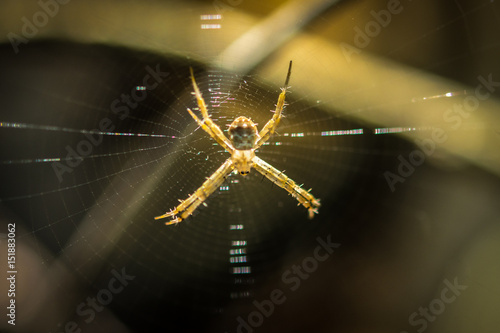 Cuadro en lienzo arachnid sits in its lair