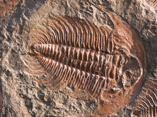 Predatory trilobite Hydrocephalus briareus from cambrian period
