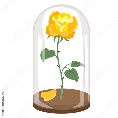 Rose in a flask of glass on the white background.