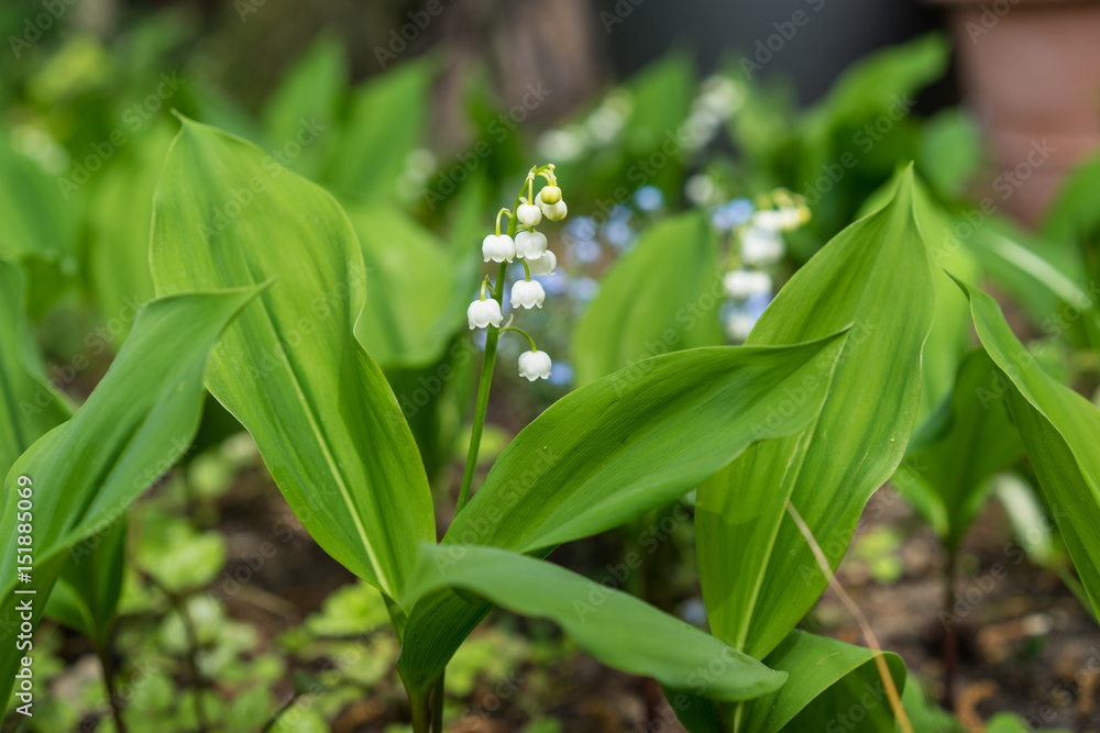 Spring is in the air, lily of the valley Spring is in the air, lily of the valley